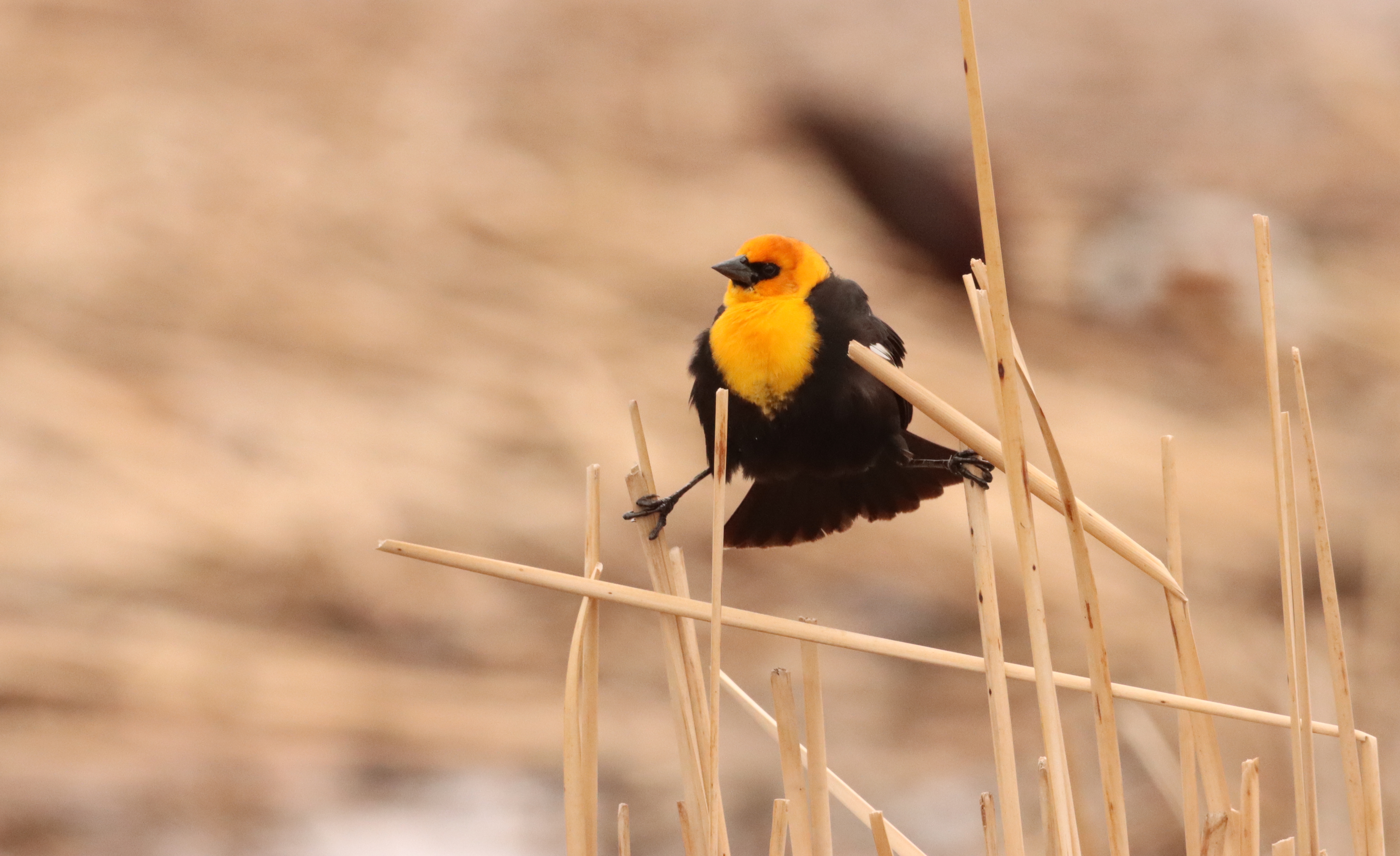 blackbird,fly イエロー Yellow-headed blackbird | FWS.gov